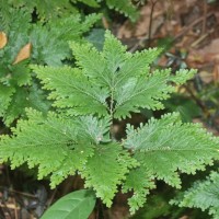 Selaginella haematodes (Kunze) Spring